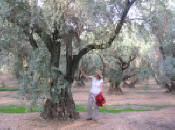 In the Olive Grove